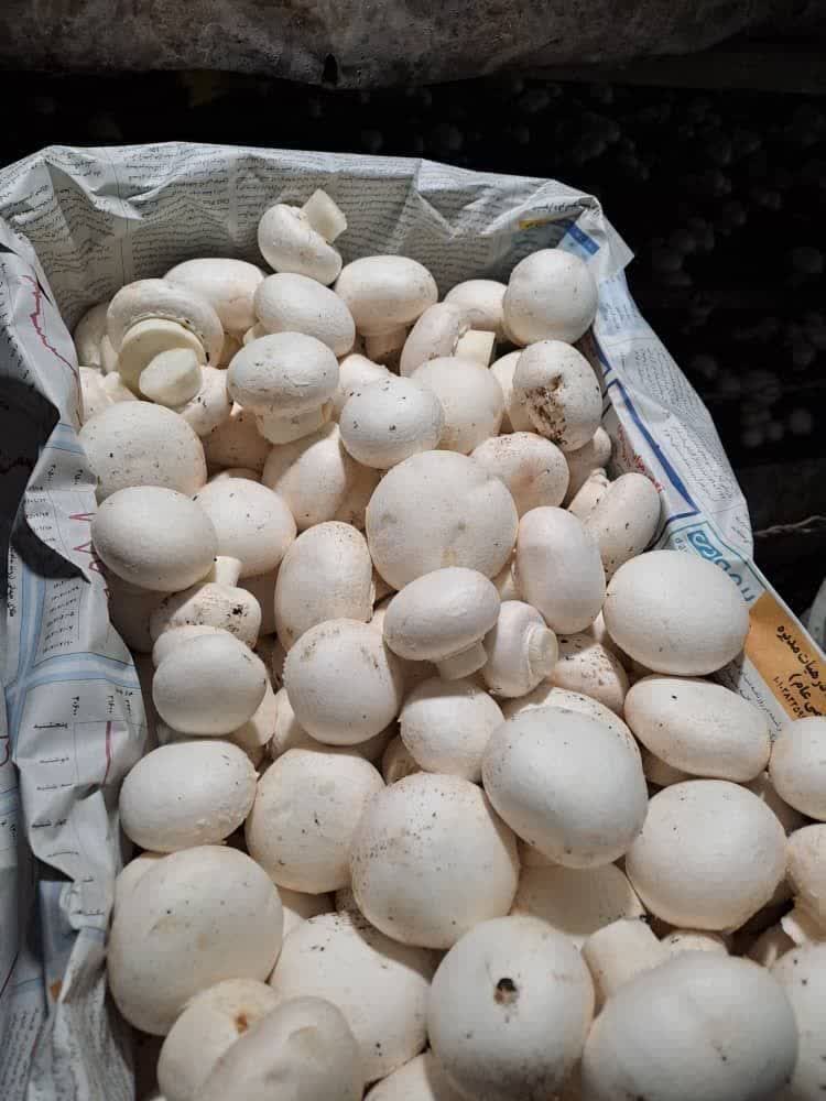 قارچ دکمه ای